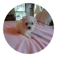 Anna, a female Maltipoo for sale in Oxford, NC – 2 of 2