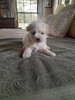 Barry, a male Maltipoo for sale in Oxford, NC – Photo 2 of 2