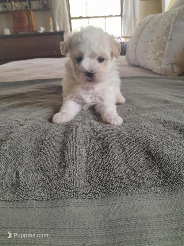 Barry, a male Maltipoo for sale in Oxford, NC – Photo 1 of 2