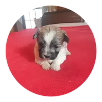 Barry, a male Maltipoo for sale in Oxford, NC – 2 of 2