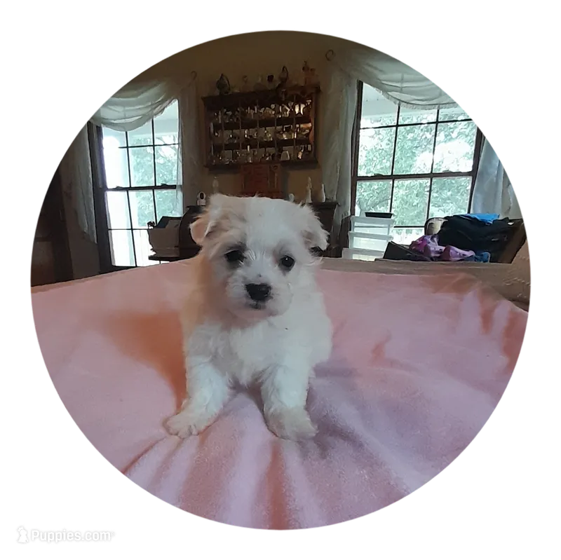 Abby – Maltipoo puppy for sale in Oxford, NC