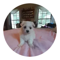 Abby, a female Maltipoo for sale in Oxford, NC – 1 of 2