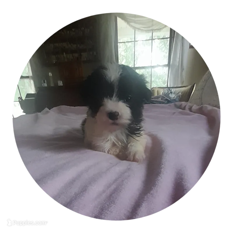Angel – Maltipoo puppy for sale in Oxford, NC