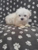 Elvis, a male Maltipoo for sale in Oxford, NC – Photo 2 of 2