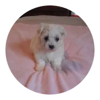 Abby, a female Maltipoo for sale in Oxford, NC – 2 of 2