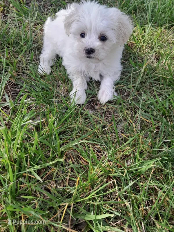Pixie – Maltipoo puppy for sale in Oxford, NC