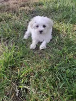 Pixie, a female Maltipoo for sale in Oxford, NC – Photo 2 of 2