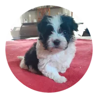 Baxter, a male Maltipoo for sale in Oxford, NC – 2 of 2