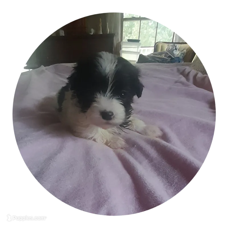 Angel – Maltipoo puppy for sale in Oxford, NC