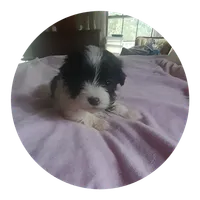 Angel, a female Maltipoo for sale in Oxford, NC – 1 of 2