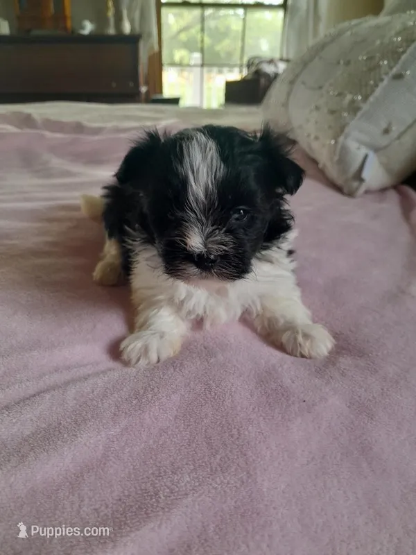 Annie – Maltipoo puppy for sale in Oxford, NC
