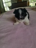 Annie, a female Maltipoo for sale in Oxford, NC – Photo 2 of 2