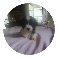 Angel, a female Maltipoo for sale in Oxford, NC – 2 of 2