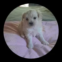 Angie, a female Maltipoo for sale in Oxford, NC – 2 of 2