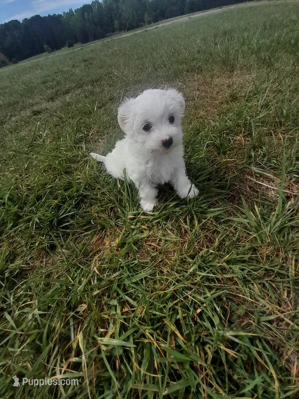 Sissy – Maltipoo puppy for sale in Oxford, NC
