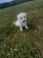 Sissy, a female Maltipoo for sale in Oxford, NC – Photo 1 of 2