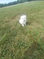 Sissy, a female Maltipoo for sale in Oxford, NC – Photo 2 of 2