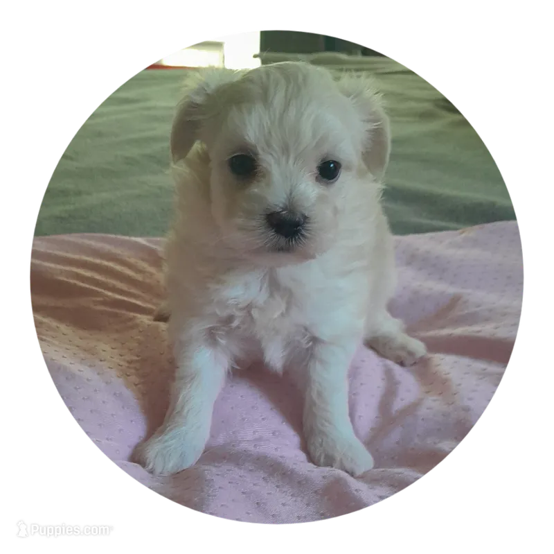 Angie – Maltipoo puppy for sale in Oxford, NC