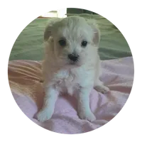 Angie, a female Maltipoo for sale in Oxford, NC – 1 of 2