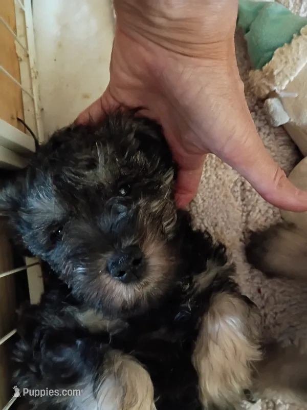 Male Puppy 1 – Miniature Schnauzer puppy for sale in Eastman, GA