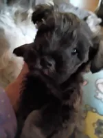 Male Puppy 1, a male Miniature Schnauzer for sale in Eastman, GA – Photo 2 of 2