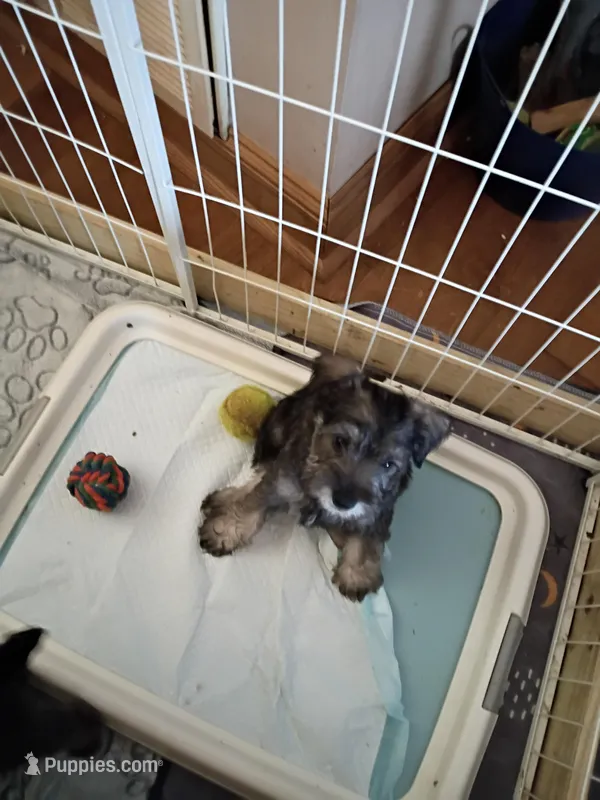 Male Puppy 1 – Miniature Schnauzer puppy for sale in Eastman, GA