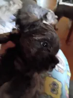 Male Puppy 1, a male Miniature Schnauzer for sale in Eastman, GA – Photo 1 of 2