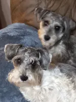 2 Female Adults, a female Miniature Schnauzer for sale in Eastman, GA – 1 of 1