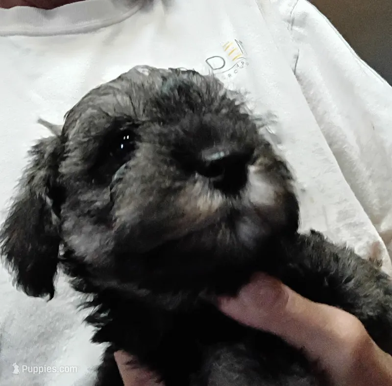 Male Puppy 1 – Miniature Schnauzer puppy for sale in Eastman, GA