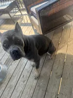 Iris, a female Cane Corso for sale in Linwood, KS – 1 of 4