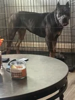 Iris, a female Cane Corso for sale in Linwood, KS – 3 of 4