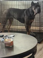 Iris, a female Cane Corso for sale in Linwood, KS – 4 of 4