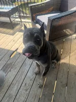 Iris, a female Cane Corso for sale in Linwood, KS – 2 of 4