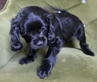 Ethan, a male Cavapoo for sale in New Baltimore, MI – 3 of 6