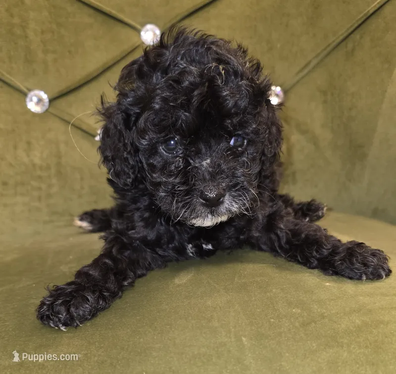 Tip – Cavapoo puppy for sale in New Baltimore, MI