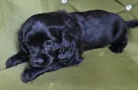 Ethan, a male Cavapoo for sale in New Baltimore, MI – 4 of 6