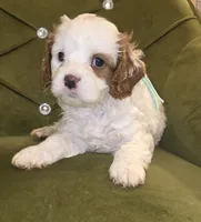 Quartz, a female Cavapoo for sale in New Baltimore, MI – 2 of 2
