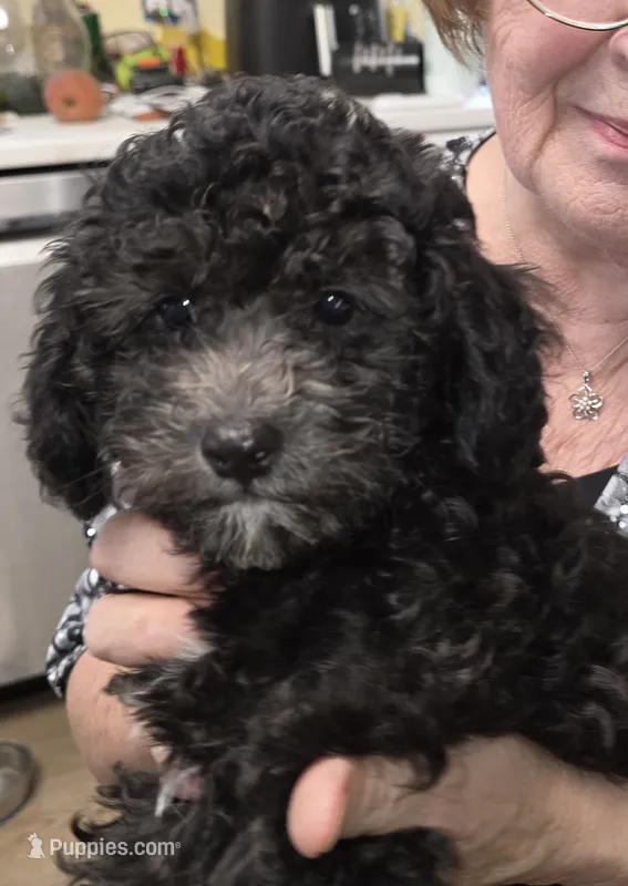 Skip – Cavapoo puppy for sale in New Baltimore, MI