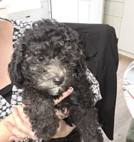 Skip, a male Cavapoo for sale in New Baltimore, MI – 2 of 4