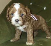 Tazz, a female Cavapoo for sale in New Baltimore, MI – 2 of 3