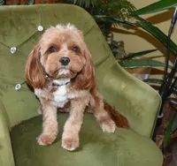 Logan, a male Cavapoo for sale in New Baltimore, MI – 6 of 7