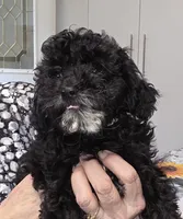 Tip, a male Cavapoo for sale in New Baltimore, MI – 2 of 4