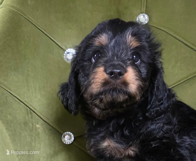 Logan – Cavapoo puppy for sale in New Baltimore, MI