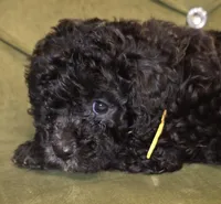 Skip, a male Cavapoo for sale in New Baltimore, MI – 2 of 2