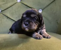 Sparrow, a female Cavapoo for sale in New Baltimore, MI – 2 of 3