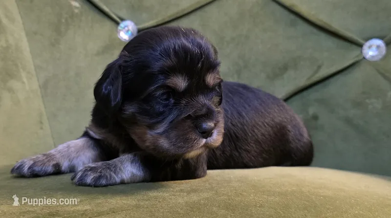 Sparrow, a female Cavapoo for sale in New Baltimore, MI – 1 of 3