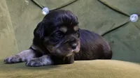 Sparrow, a female Cavapoo for sale in New Baltimore, MI – 1 of 3