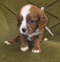 Oz, a male Cavapoo for sale in New Baltimore, MI – 2 of 3
