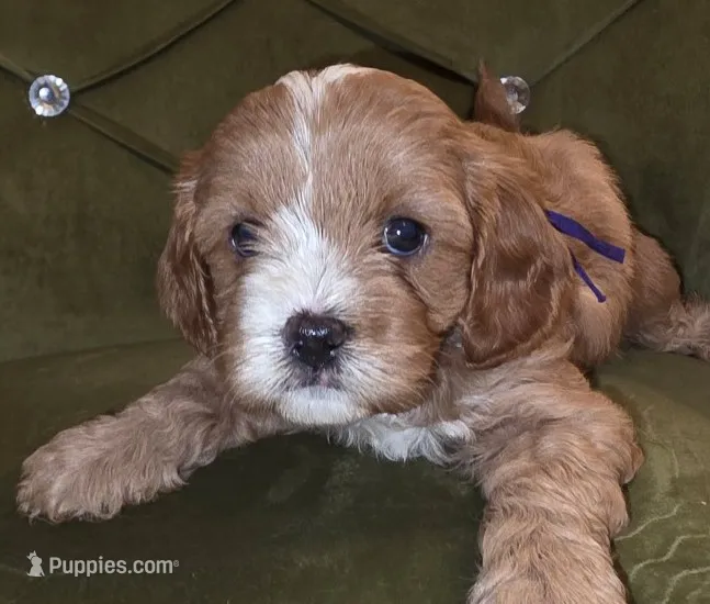 Chazz – Cavapoo puppy for sale in New Baltimore, MI