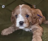 Chazz, a female Cavapoo for sale in New Baltimore, MI – 1 of 5
